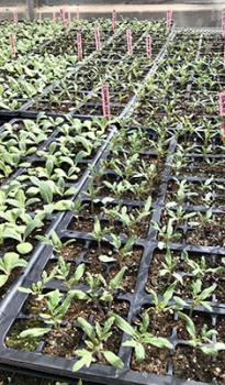 Image of rows of planters with artichoke and tomato starts