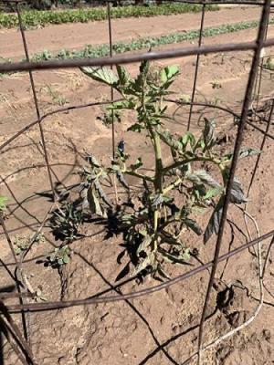Image of tomato plant in the field