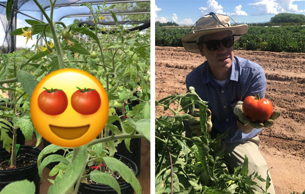 Image of "Happy" tomato plants with emoji | Dr. Mark Marsalis with ripe tomato