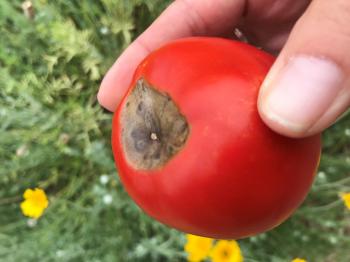 Image of blossom end rot on tomato