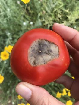 Image of red tomato with rotting at the top