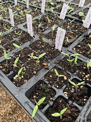 Image of tomato seedlings