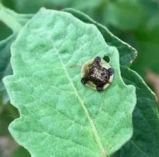 Image of a green leaf with a tortoise beetle on top