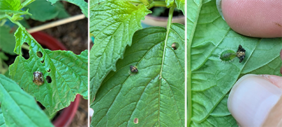 Images of tortoise beetles on green leaves