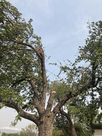 Image of a tree with wind damage