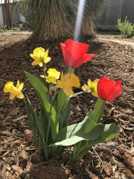 Image of red tulips and yellow daffodils