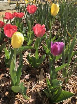 Image of colorful tulips