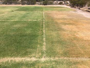 Image of green vs. brownish grass