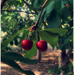 Image of twin cherries on the tree