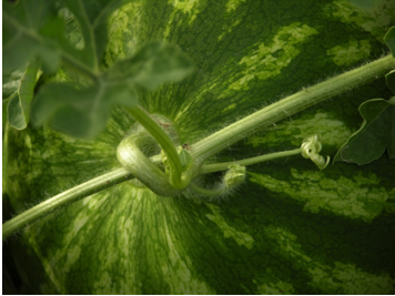 Image of Unripe watermelon