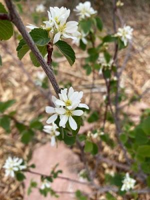 Image of the white flowers that give Utah serviceberries