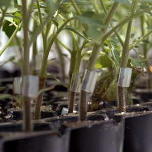 Image of grafted tomato starts
