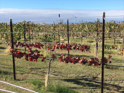 Image of vineyard in Tularosa