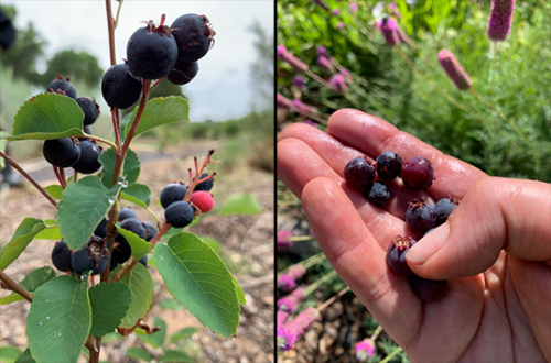 Images of a hand with Western serviceberries