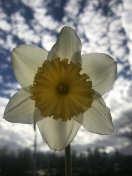 Image of a white daffodil