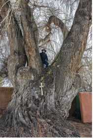 Image of Gooddings willow tree in Taos, New Mexico