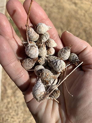 Image of a handful of cone galls