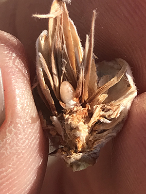 Image of willow cone gall midge larva