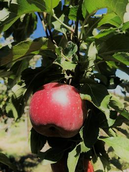 Image of a red apple on the tree