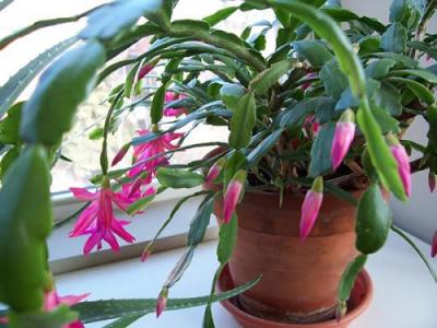 Image of a Christmas cactus with pink flowers