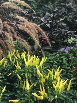 Image of ornamental chiles (yellow) in flowerbed in Washington, D.C.