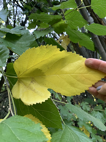 Image of a bright yellow leaf