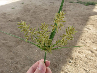 Image of a yellow nutsedge seeded
