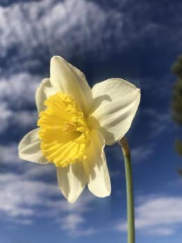Image of a yellow daffodil