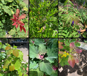 Image of different foliage in various colors