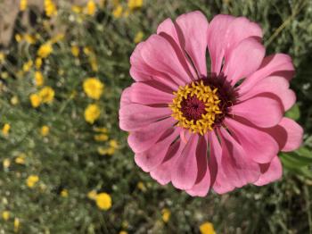 Image of a pink Zinnia