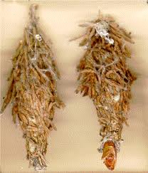Image of bagworm as an adult.