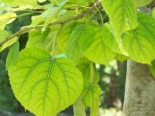 Image of Iron Chlorosis in tree leaves 
