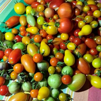 Cherry Tomatoes from the NMSU Learning Garden at the NMSU Ag Science Center at Los Lunas