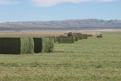 Image of large rectangular Alfalfa Bales
