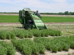 Image of Alfalfa Plot Harvest in Las Cruces