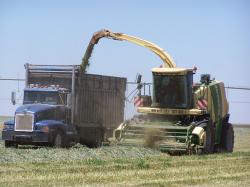 Image of triticale silage chopping