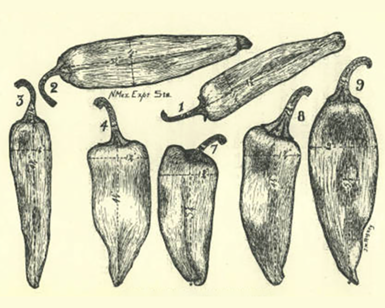 Illustration of various chile pepper.