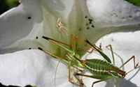 Entomology, Plant Pathology, & Weed Science academic department