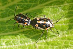 Image of Bagrada bug pair