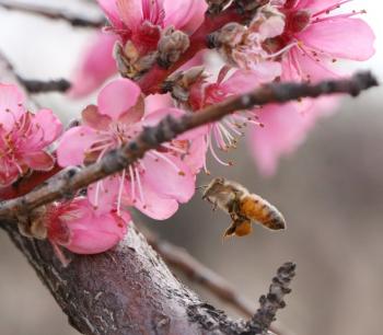 honey bee by tree
