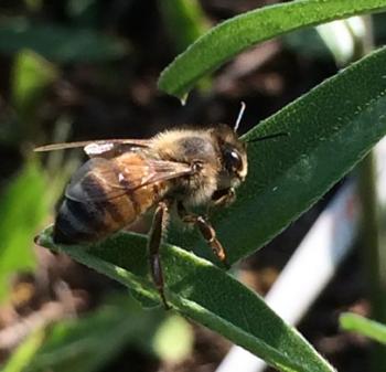 honey bee on leaf
