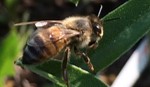 honey bee image