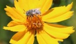 pollinator health image