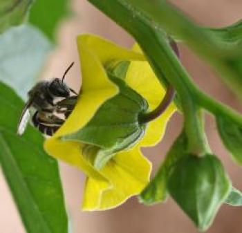 Image of native bee pollinating tomatillo