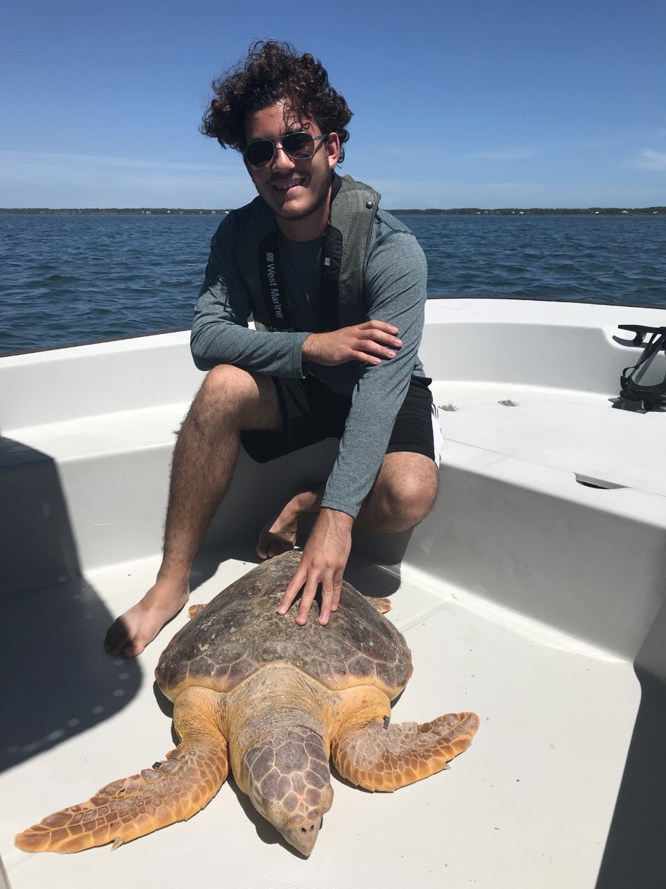 Sea Turtle