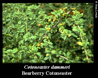 Image of Bearberry Cotoneaster fruit