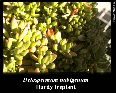 Image of Hardy Iceplant leaf
