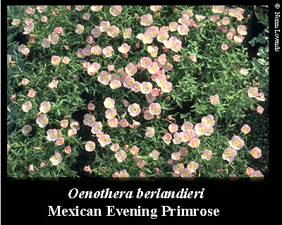Image of Mexican Evening Primrose
