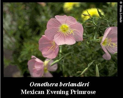Image of Mexican Evening Primrose flower