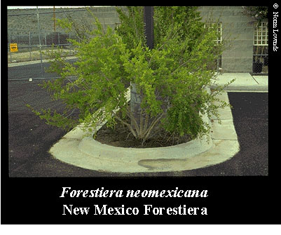 Image of New Mexico Forestiera